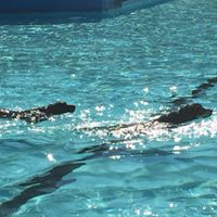 hundeschwimmen